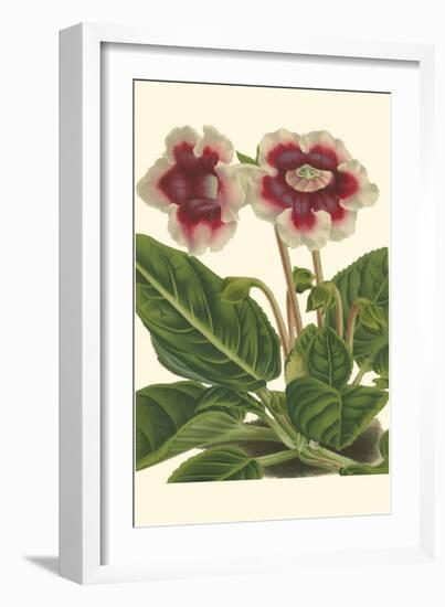 Gloxinia Garden III-Van Houtt-Framed Art Print