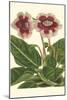 Gloxinia Garden III-Van Houtt-Mounted Art Print