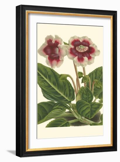 Gloxinia Garden III-Van Houtt-Framed Art Print