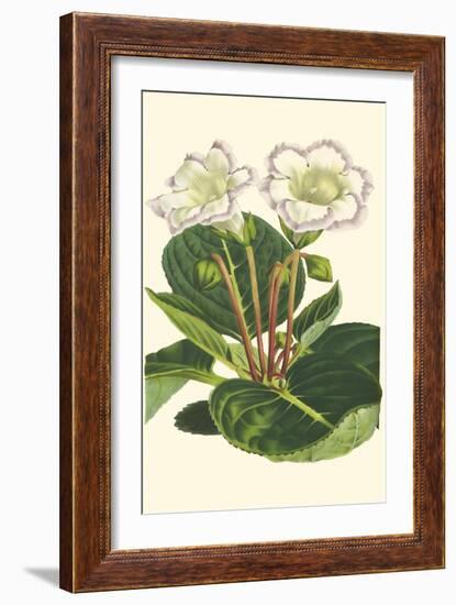 Gloxinia Garden IV-Van Houtt-Framed Art Print