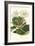 Gloxinia Garden IV-Van Houtt-Framed Art Print