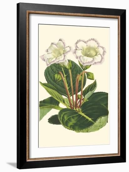 Gloxinia Garden IV-Van Houtt-Framed Art Print