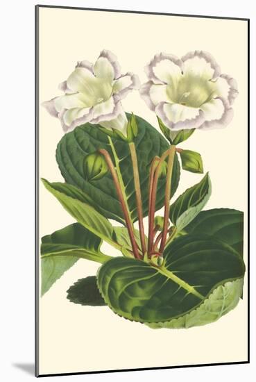 Gloxinia Garden IV-Van Houtt-Mounted Art Print