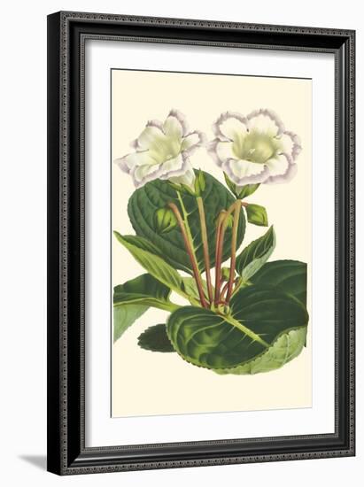 Gloxinia Garden IV-Van Houtt-Framed Art Print