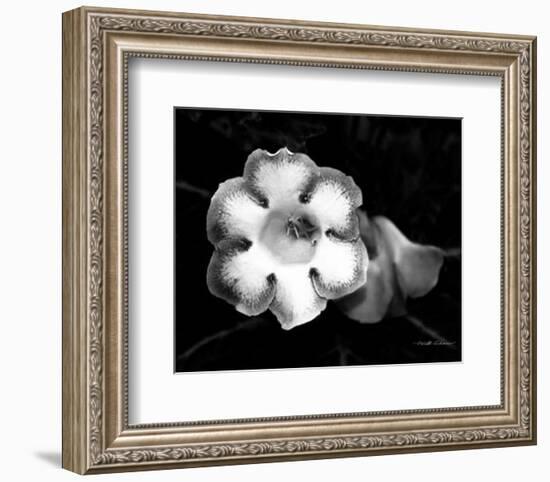 Gloxinia-Harold Silverman-Framed Art Print