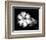 Gloxinia-Harold Silverman-Framed Art Print