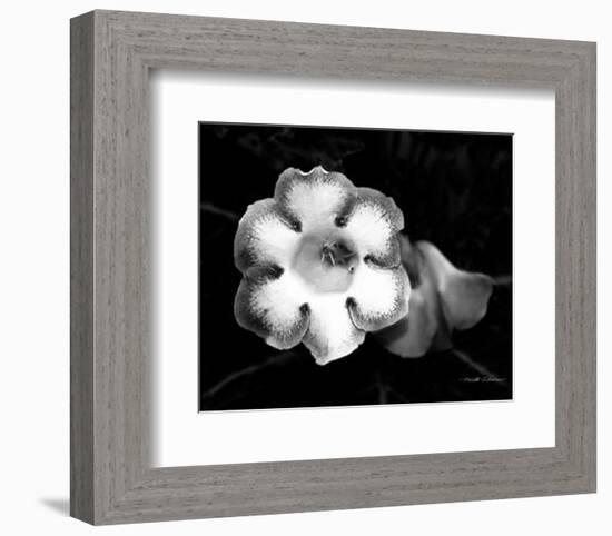 Gloxinia-Harold Silverman-Framed Art Print