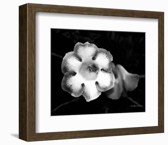 Gloxinia-Harold Silverman-Framed Art Print