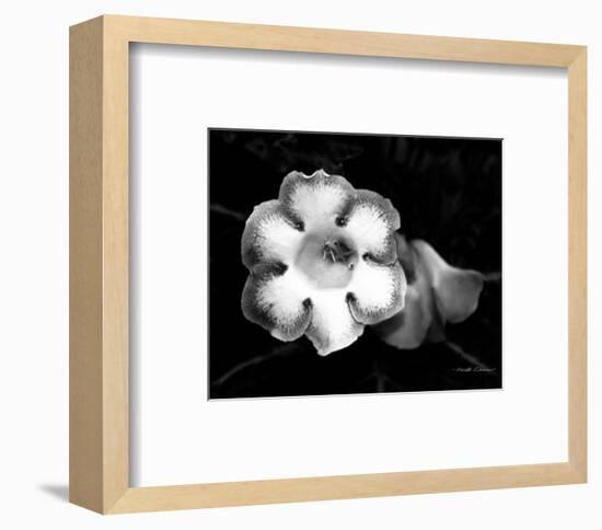 Gloxinia-Harold Silverman-Framed Art Print