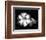 Gloxinia-Harold Silverman-Framed Art Print