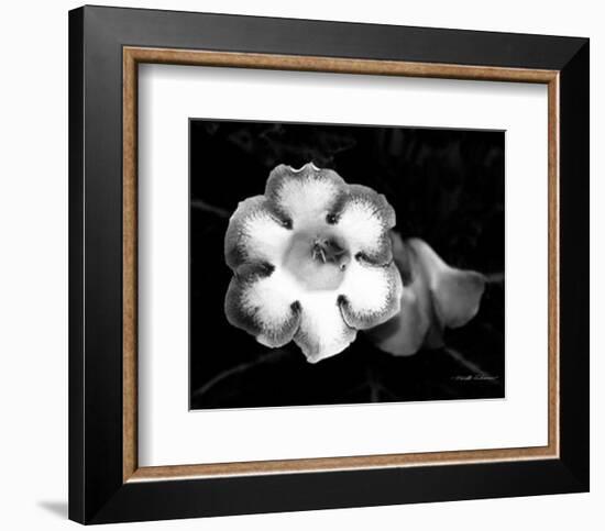 Gloxinia-Harold Silverman-Framed Art Print