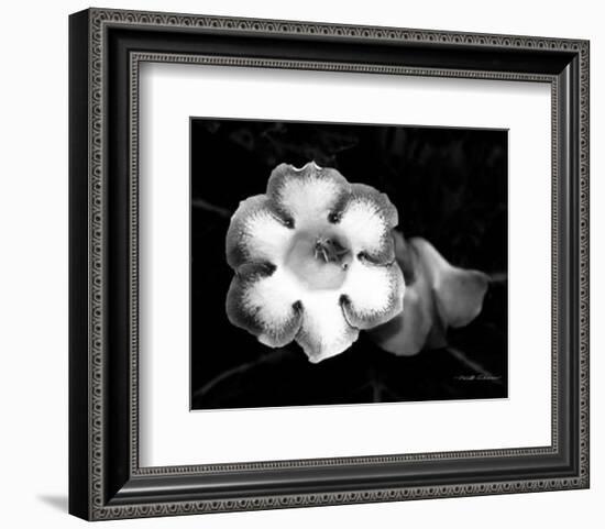 Gloxinia-Harold Silverman-Framed Art Print