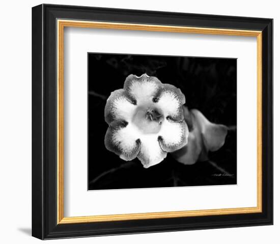 Gloxinia-Harold Silverman-Framed Art Print