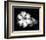 Gloxinia-Harold Silverman-Framed Art Print