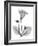 Gloxinia-Albert Koetsier-Framed Art Print