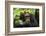 Glum looking adolescent chimpanzee at Kibale Forest National Park, Uganda, Africa-Tom Broadhurst-Framed Photographic Print