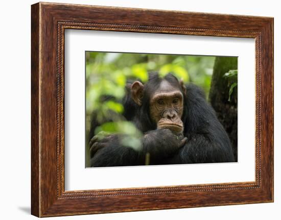 Glum looking adolescent chimpanzee at Kibale Forest National Park, Uganda, Africa-Tom Broadhurst-Framed Photographic Print