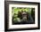 Glum looking adolescent chimpanzee at Kibale Forest National Park, Uganda, Africa-Tom Broadhurst-Framed Photographic Print