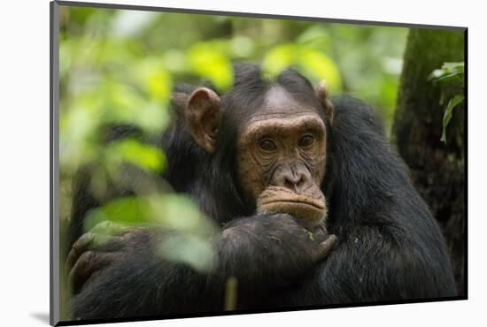 Glum looking adolescent chimpanzee at Kibale Forest National Park, Uganda, Africa-Tom Broadhurst-Mounted Photographic Print