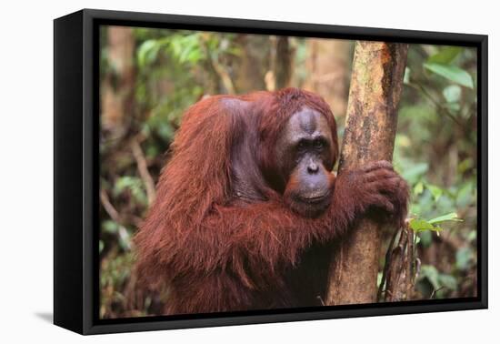 Glum Orangutan-DLILLC-Framed Premier Image Canvas