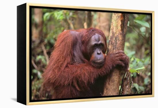 Glum Orangutan-DLILLC-Framed Premier Image Canvas