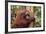 Glum Orangutan-DLILLC-Framed Photographic Print