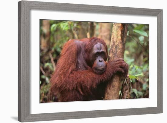 Glum Orangutan-DLILLC-Framed Photographic Print