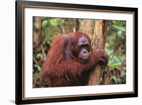 Glum Orangutan-DLILLC-Framed Photographic Print