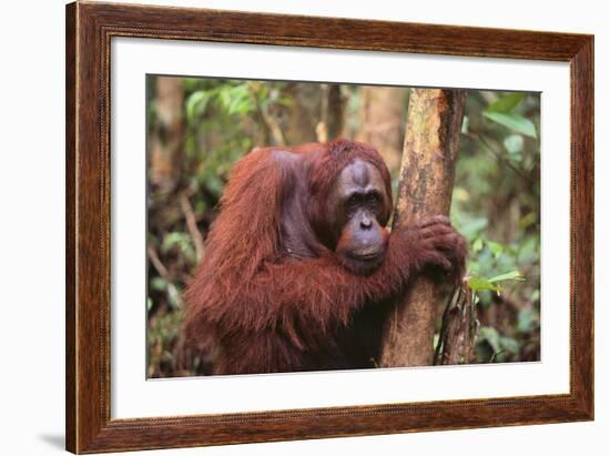 Glum Orangutan-DLILLC-Framed Photographic Print