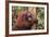Glum Orangutan-DLILLC-Framed Photographic Print