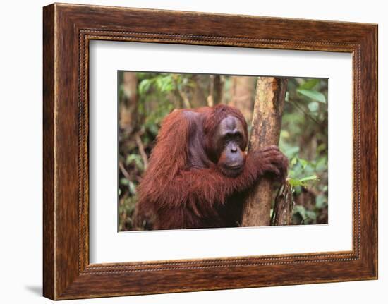 Glum Orangutan-DLILLC-Framed Photographic Print