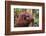 Glum Orangutan-DLILLC-Framed Photographic Print