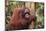 Glum Orangutan-DLILLC-Mounted Photographic Print