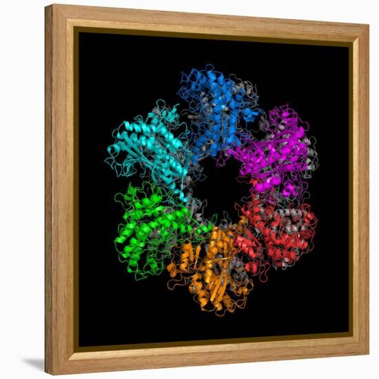 Glutamine Synthetase Enzyme-Laguna Design-Framed Premier Image Canvas