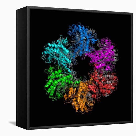 Glutamine Synthetase Enzyme-Laguna Design-Framed Premier Image Canvas