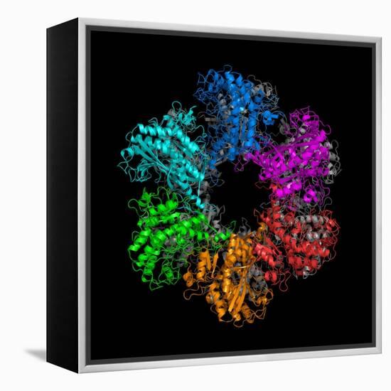 Glutamine Synthetase Enzyme-Laguna Design-Framed Premier Image Canvas