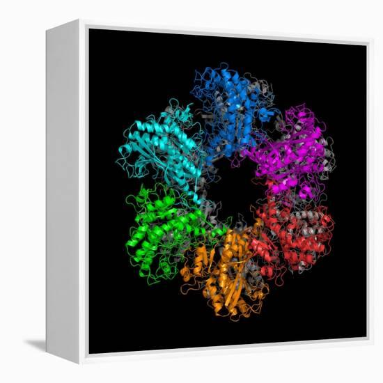 Glutamine Synthetase Enzyme-Laguna Design-Framed Premier Image Canvas