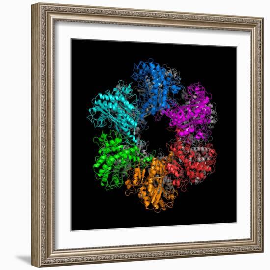 Glutamine Synthetase Enzyme-Laguna Design-Framed Premium Photographic Print