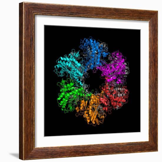 Glutamine Synthetase Enzyme-Laguna Design-Framed Premium Photographic Print