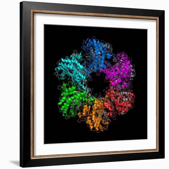 Glutamine Synthetase Enzyme-Laguna Design-Framed Premium Photographic Print