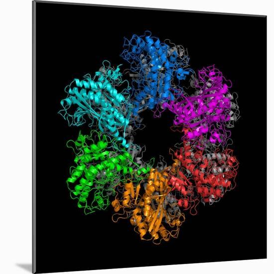 Glutamine Synthetase Enzyme-Laguna Design-Mounted Premium Photographic Print