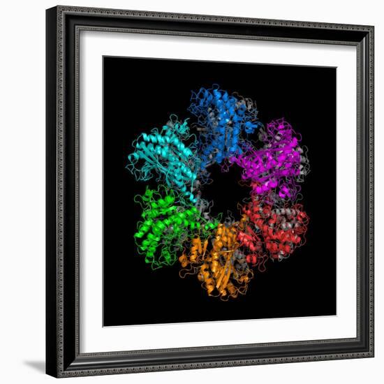 Glutamine Synthetase Enzyme-Laguna Design-Framed Premium Photographic Print