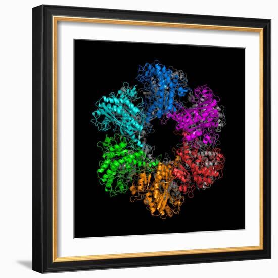 Glutamine Synthetase Enzyme-Laguna Design-Framed Premium Photographic Print