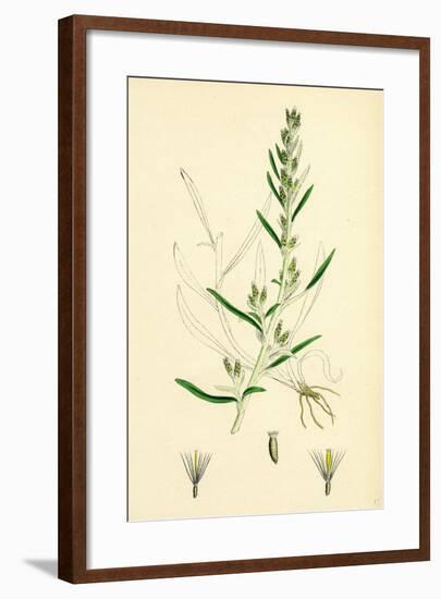 Gnaphalium Sylvaticum Upright Cudweed-null-Framed Giclee Print