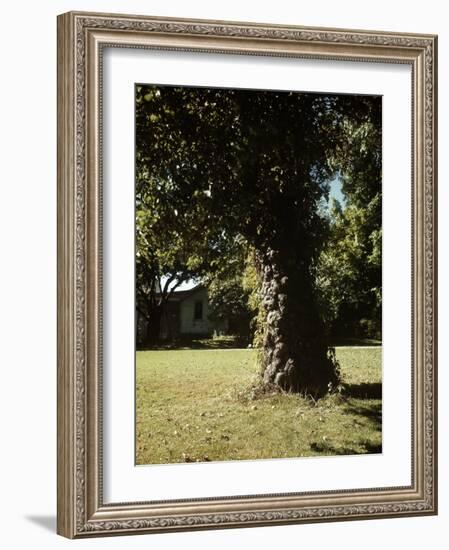 Gnarled Apple Tree Planted over 100 Years Ago by Johnny Appleseed-Andreas Feininger-Framed Photographic Print