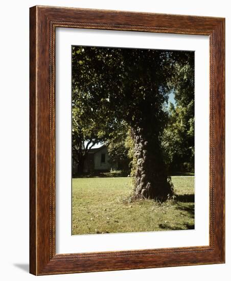 Gnarled Apple Tree Planted over 100 Years Ago by Johnny Appleseed-Andreas Feininger-Framed Photographic Print
