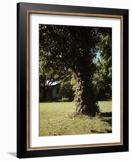 Gnarled Apple Tree Planted over 100 Years Ago by Johnny Appleseed-Andreas Feininger-Framed Photographic Print