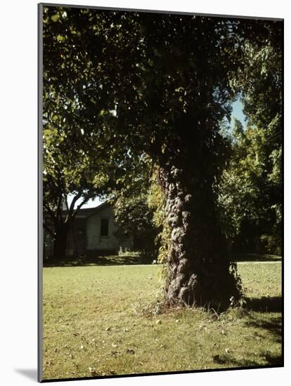 Gnarled Apple Tree Planted over 100 Years Ago by Johnny Appleseed-Andreas Feininger-Mounted Photographic Print