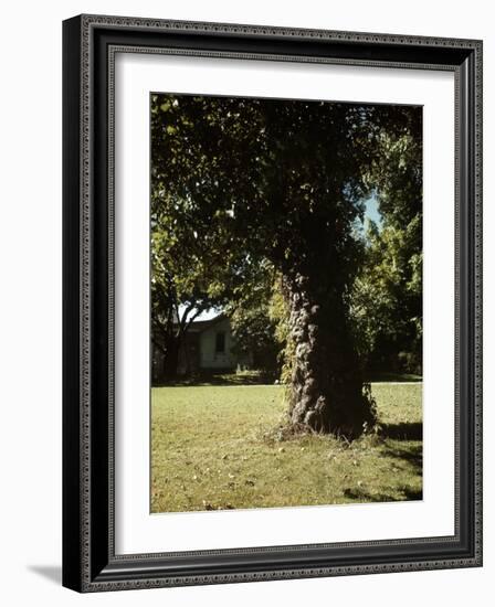 Gnarled Apple Tree Planted over 100 Years Ago by Johnny Appleseed-Andreas Feininger-Framed Photographic Print