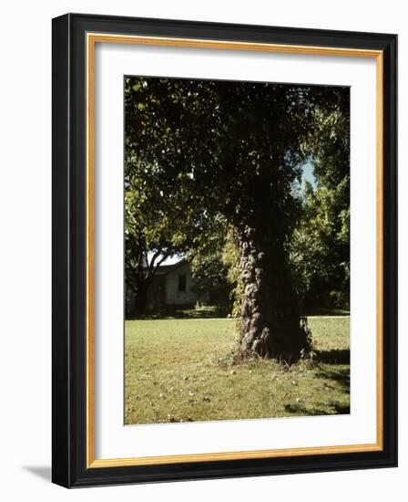 Gnarled Apple Tree Planted over 100 Years Ago by Johnny Appleseed-Andreas Feininger-Framed Photographic Print